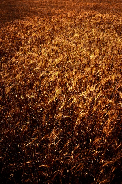 Weizen Feld Hintergrund. Goldene Weizenfeld in sonnigen Tag. Roggen-w — Stockfoto